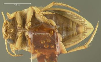 Media type: image;   Entomology 23941 Aspect: habitus ventral view